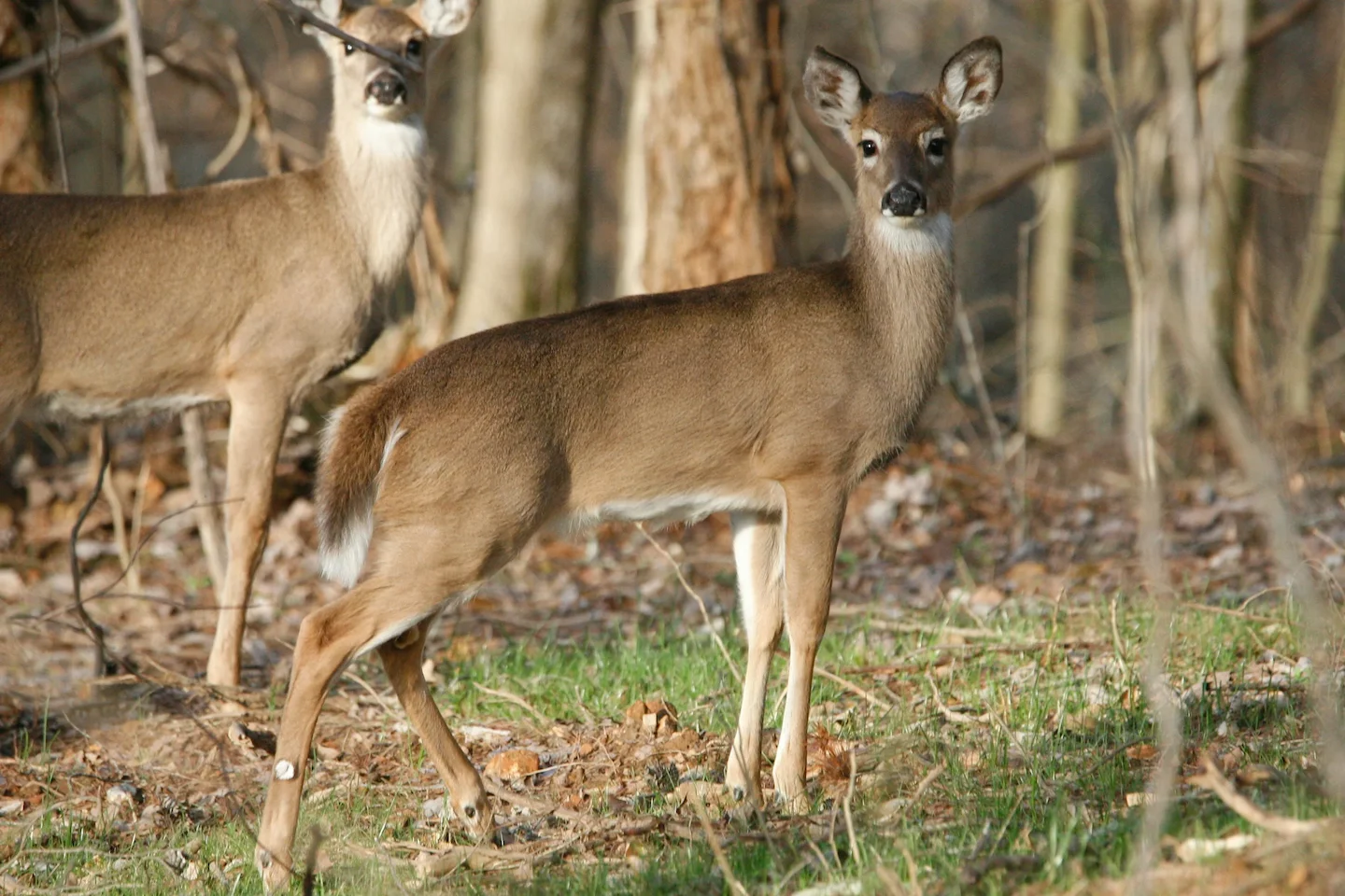 La chasse au cerf reprend après 10 ans dans la réserve faunique de Rimouski