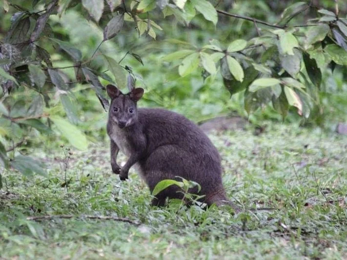 Photo of Donker pademelon (Thylogale brunii)