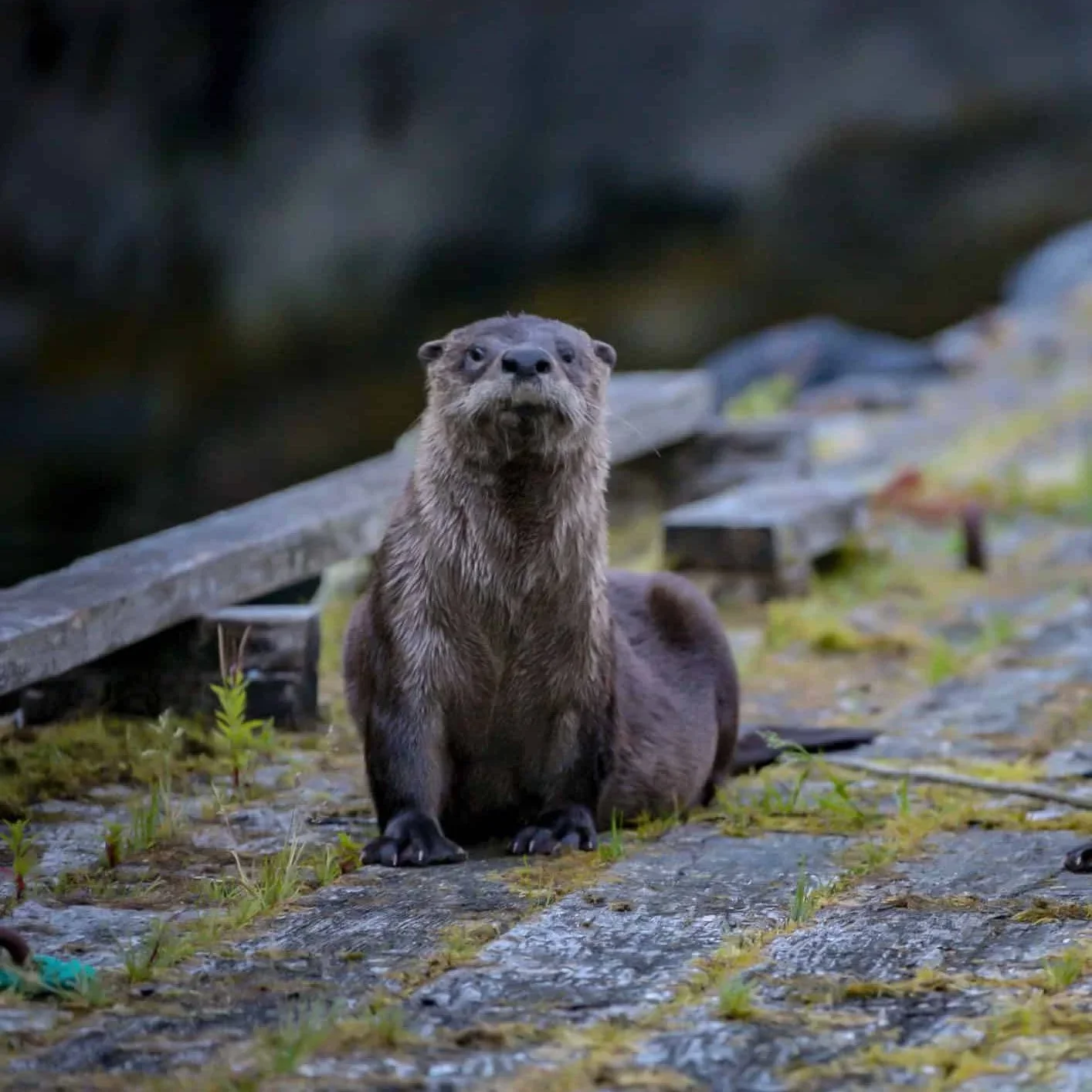 Otter Casually Hunts at Mudeford Quay, Ignoring Crowds