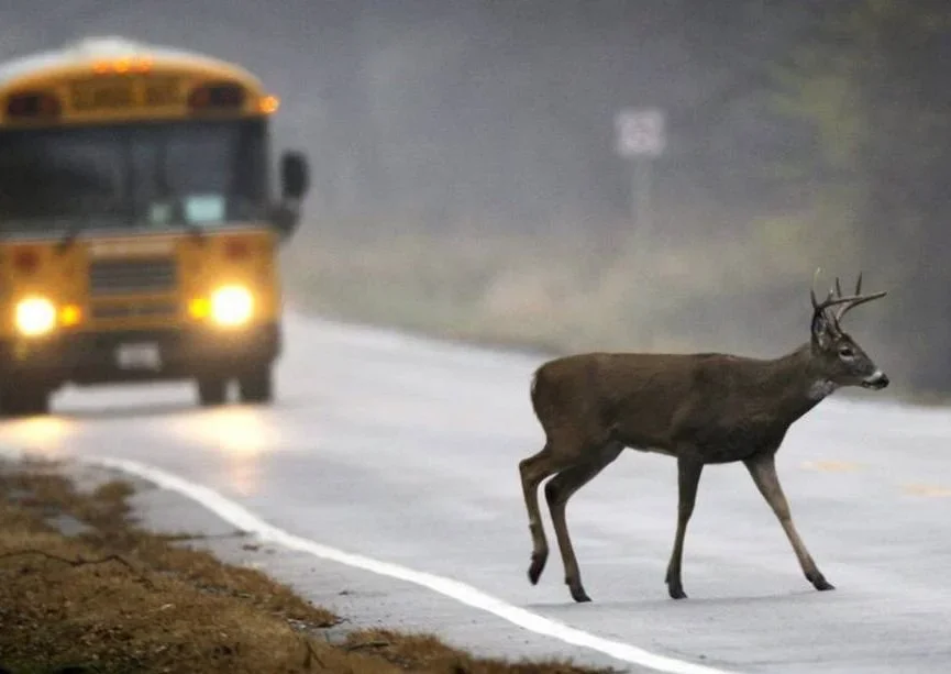 Abruzzo: Finanziati 11 Progetti per Ridurre il Rischio di Incidenti con la Fauna Selvatica