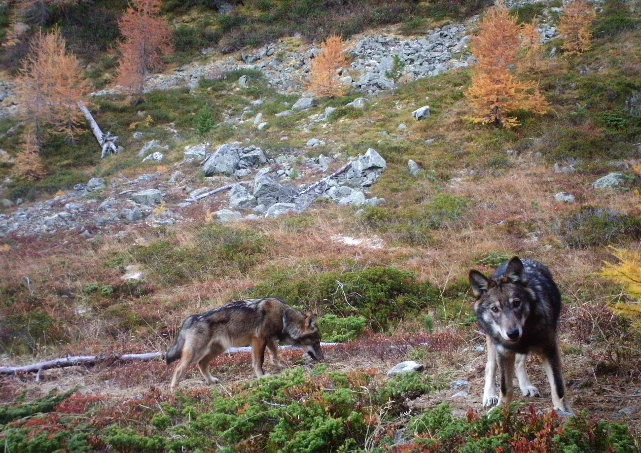 Jagd im Bezirk Hochdorf (Kanton Luzern), Schweiz: Eigenschaften, Jagdstrategien, Wildarten, Jagdsaisons, Verbände, Lizen…