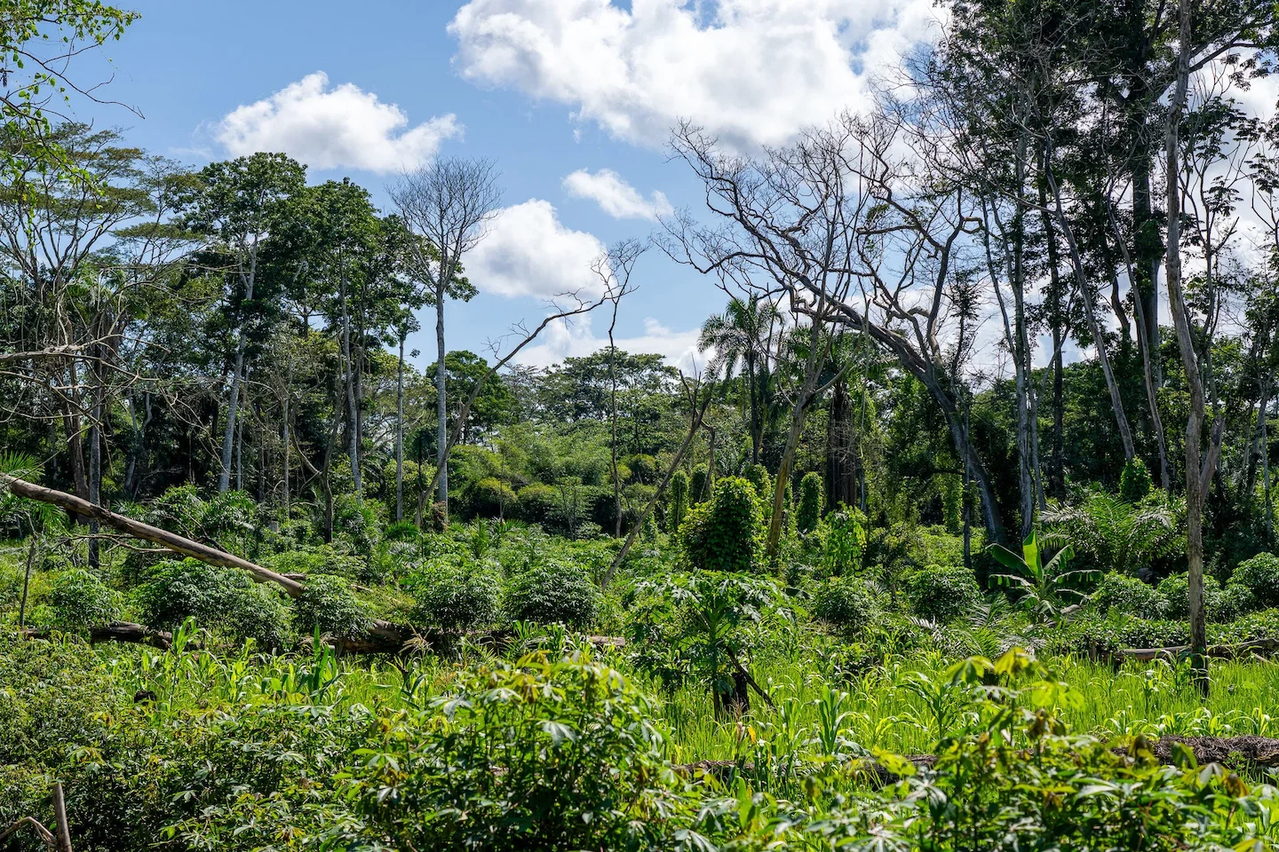 Rebuilding Bili-Uélé: How 15 Bridges Are Transforming Conservation and Community Life in the DRC's Wild Heart