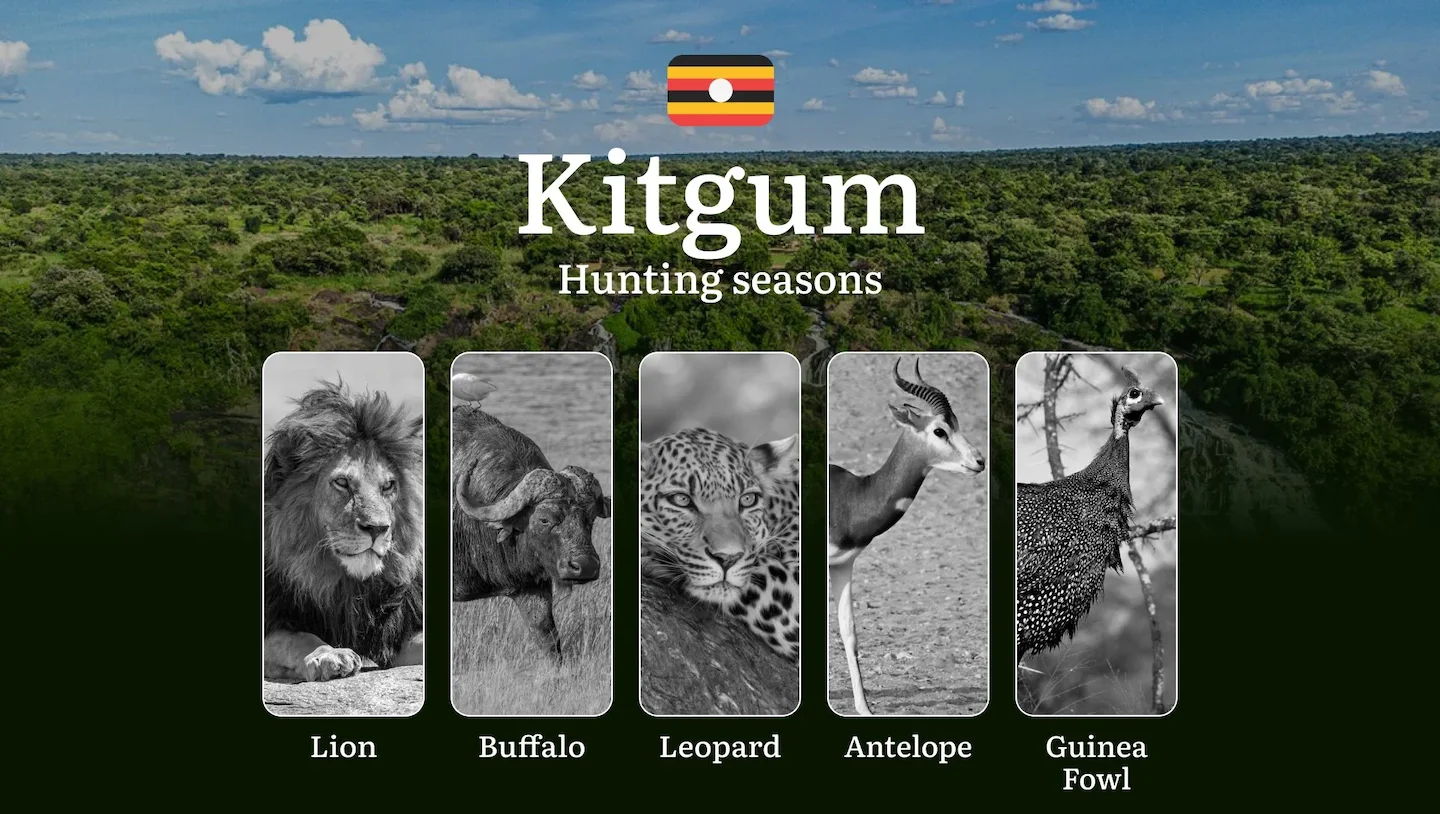 Kitgum: Designated Hunting Periods, Legal Limits and Seasonal Restrictions, Licensing Rules, Penalties for Violations, P…