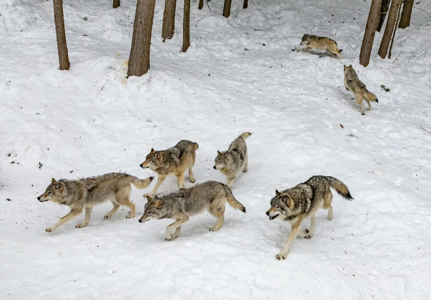 Chasser le loup en 2026: réglementation, permis et tirs de prélèvement