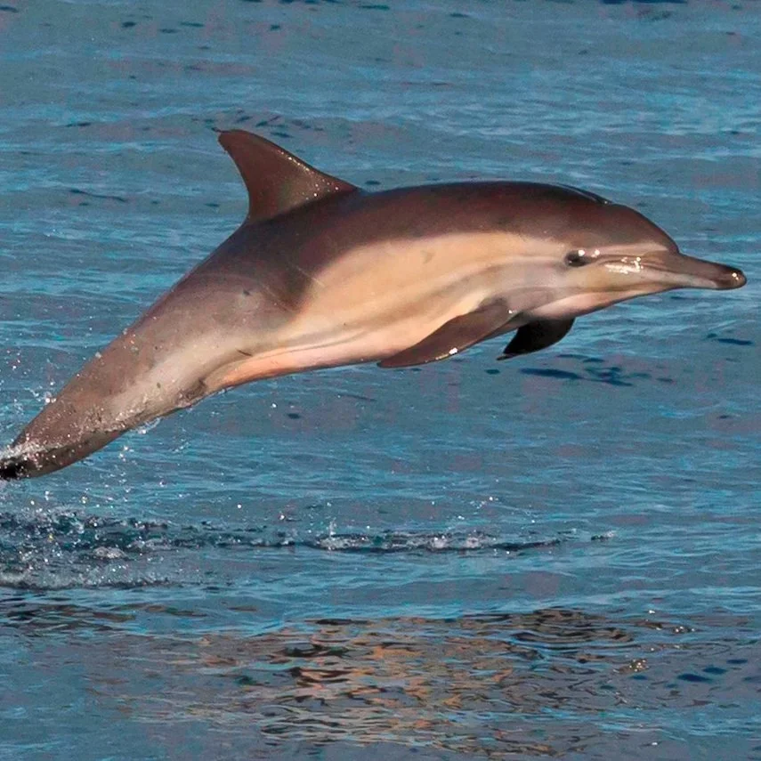 Dolphins Are Using Sponges as Hunting Tools