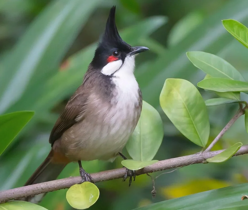 🐦 Escaped Invasive Bird Sparks Alarm in South Australia