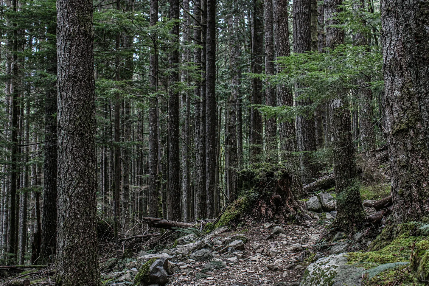 La chasse en FORÊT ANCIENNE au Canada : Saisons de chasse, traditions ancestrales et écosystèmes uniques