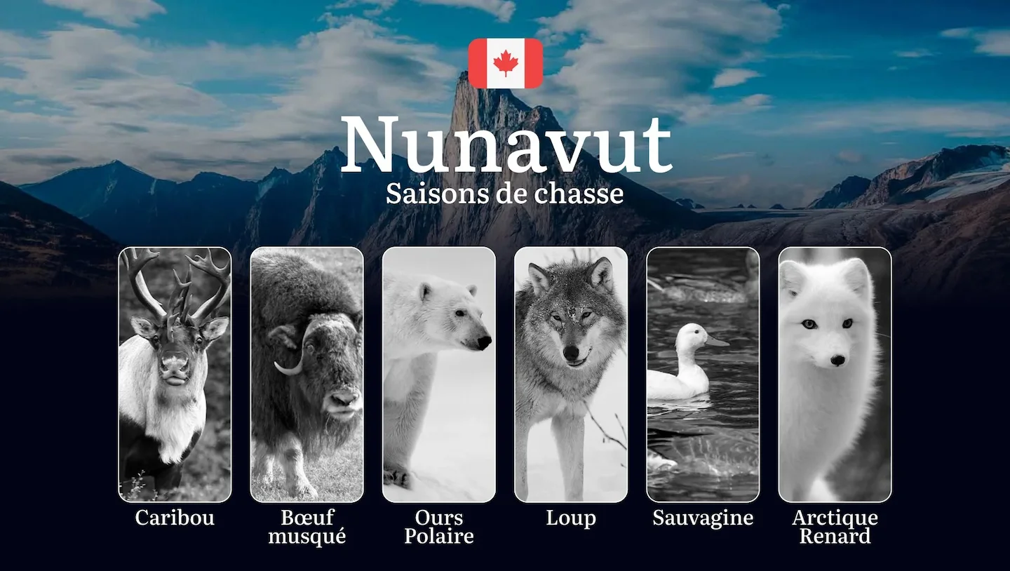 Saisons de chasse au NUNAVUT (Canada): Règles Essentielles, Permis Indispensables et Meilleures Périodes