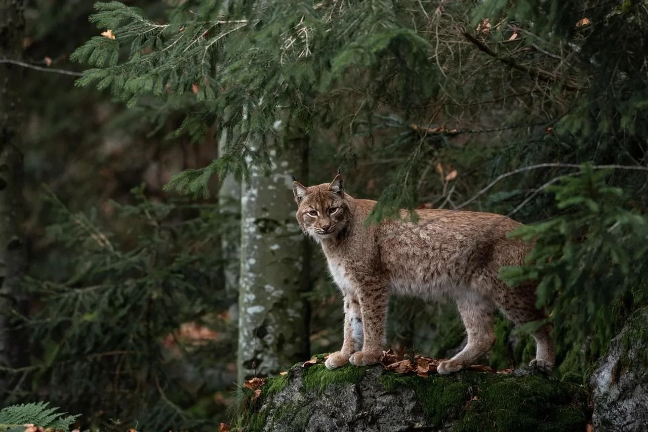 Finland Hunting Law Update 2026: Wolves, Bears, Lynx & Wolverines — What Hunters Need to Know