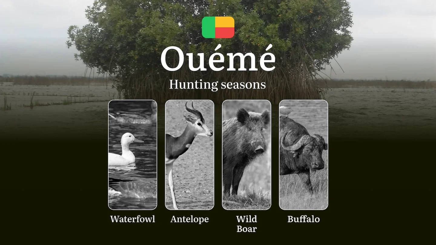 Hunting Dates in Benin, OUÉMÉ Region: Hunting Periods and Time, Permits and Rules, Practical Tips and Tactics for Hunter…