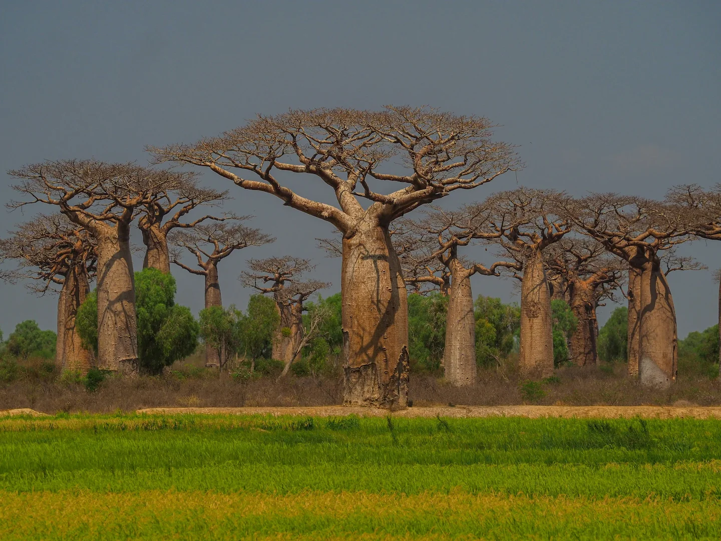Hunting in Sédhiou, Senegal: Laws, Geography, Demographics. Explore Forests, Wildlife, and Traditions