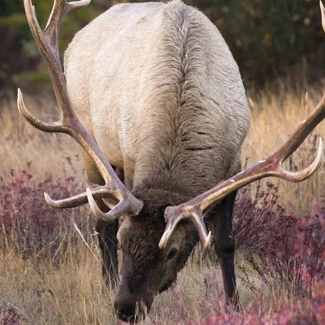 Illegal Hunting Crackdown in Kildare