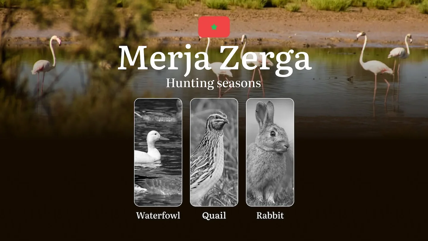 Hunting Periods and Local Rules in Merja Zerga: Species You Can Hunt Throughout the Year, Seasonal Activity of Game, and…