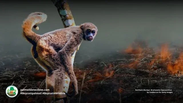 Save monkeys!