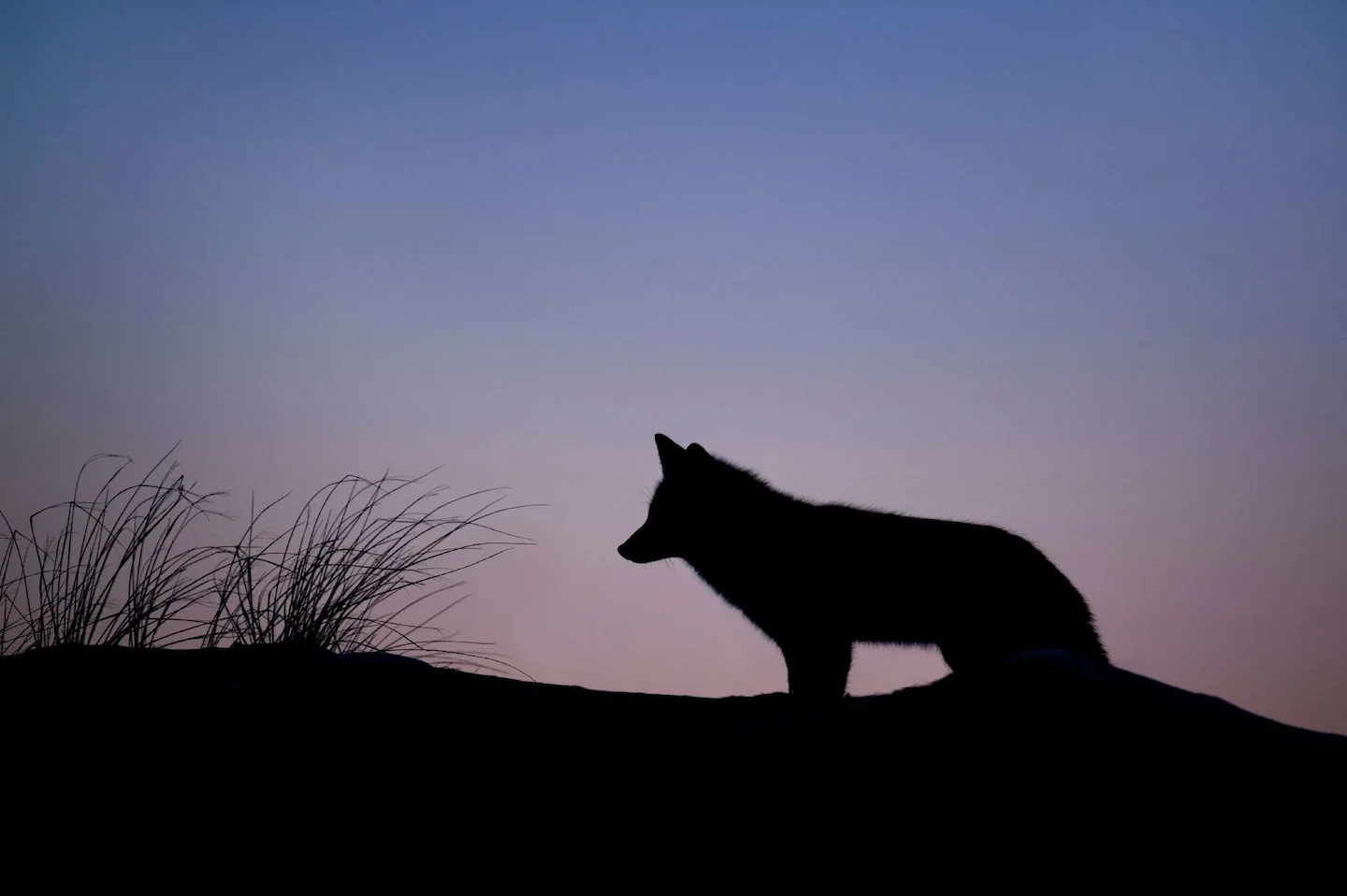 Aisne: un éleveur d'alpagas aperçoit deux loups en Thiérache, l'inquiétude grandit