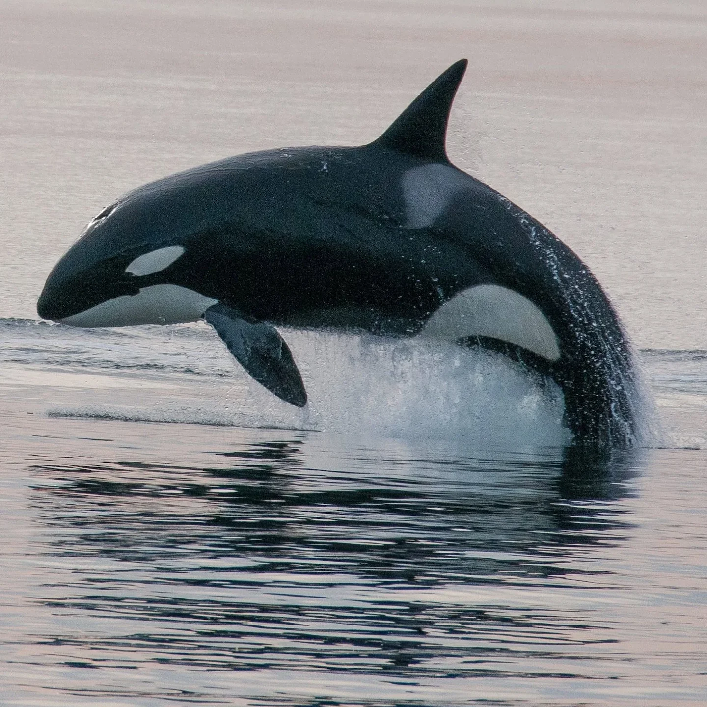 Orcas Use Dolphin Sonar to Hunt