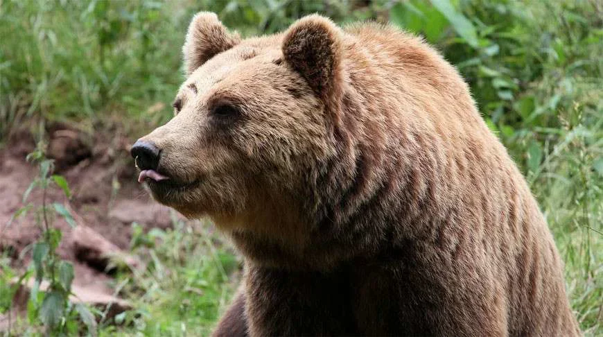 Progetto DigitAP: Conclusa la Seconda Fase del Monitoraggio Genetico dell'Orso Bruno Marsicano
