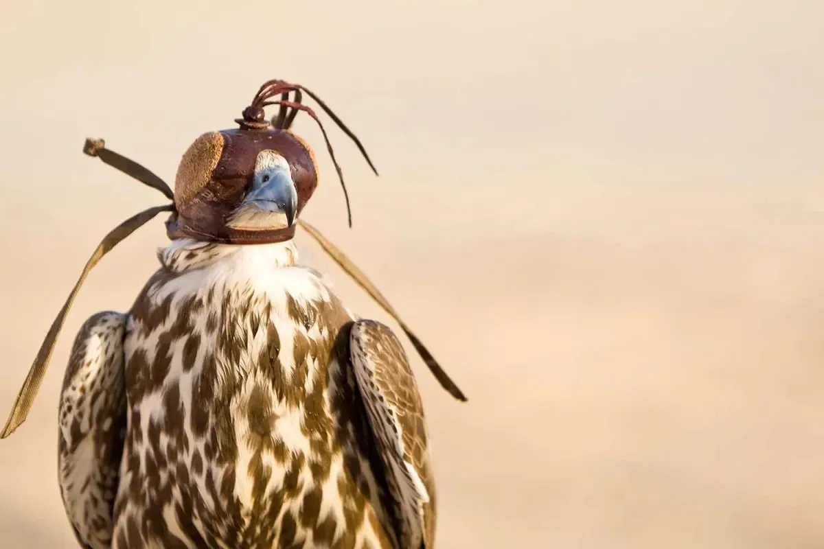 Zagora: A Traditional Falconry Destination in the Heart of Morocco