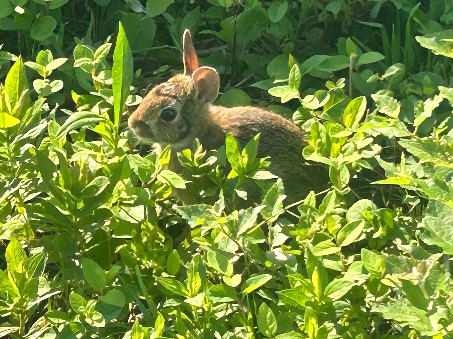 Photo of New England se Katoenstertkonyn (Sylvilagus transitionalis)