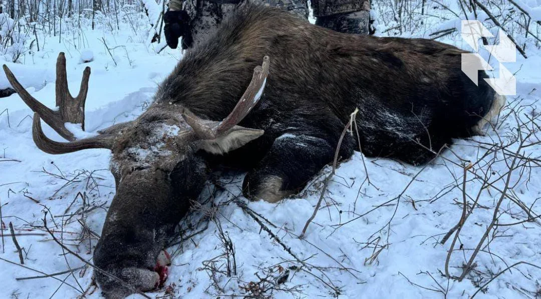 Yakut moose is now even more accessible