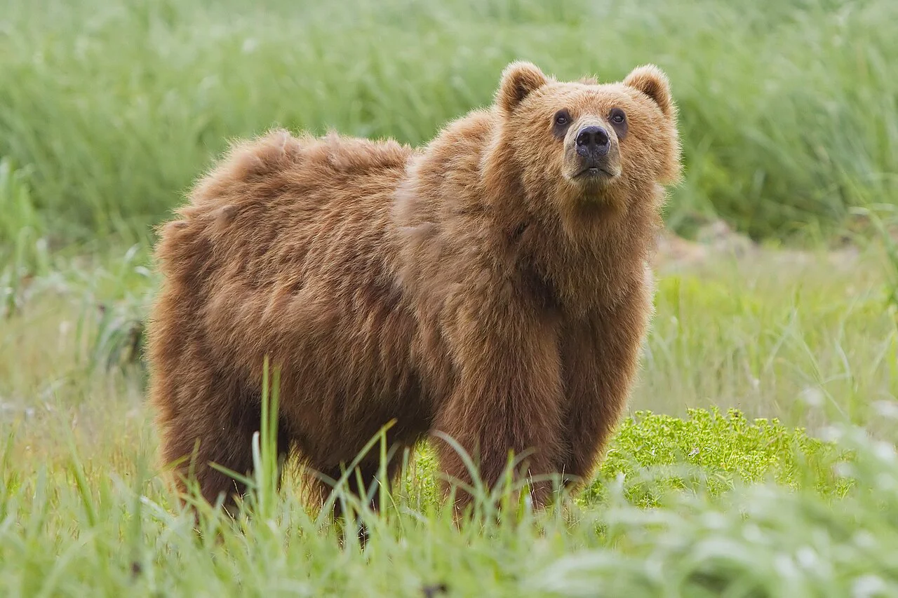 🐻 Весенняя охота на медведя в Кировской области 2026 закрыта: успей отчитаться, чтобы не потерять лицензию!