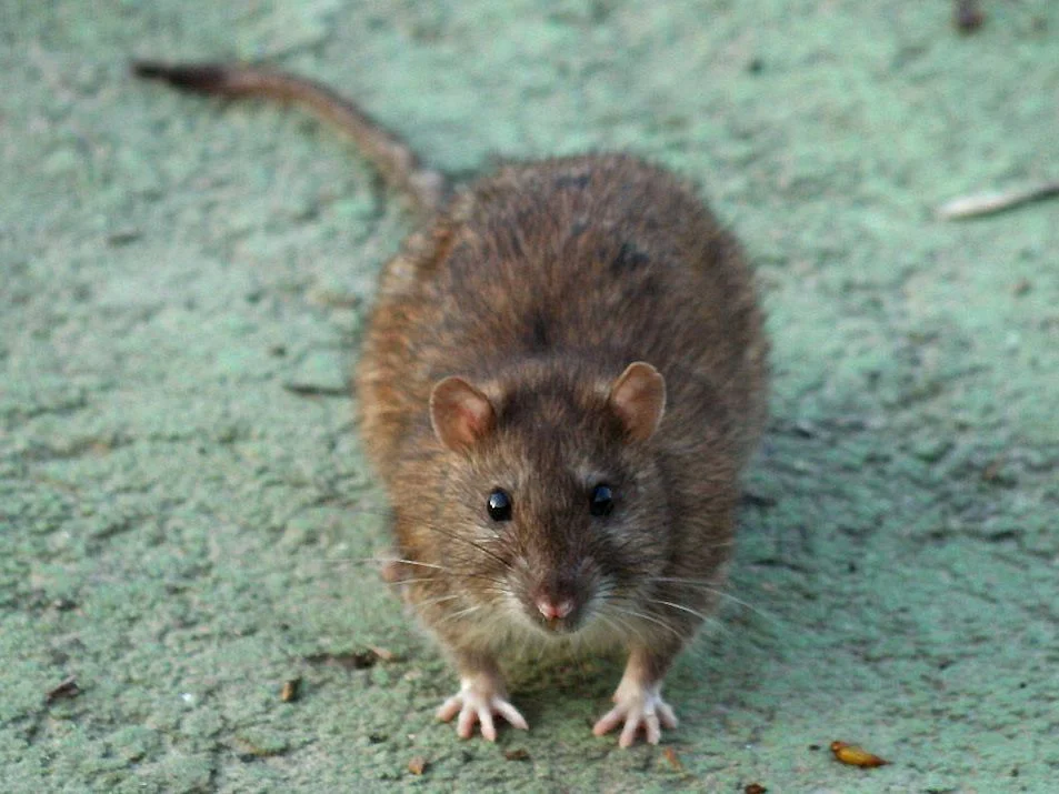 Photo of Rysvelddas (Rattus argentiventer)