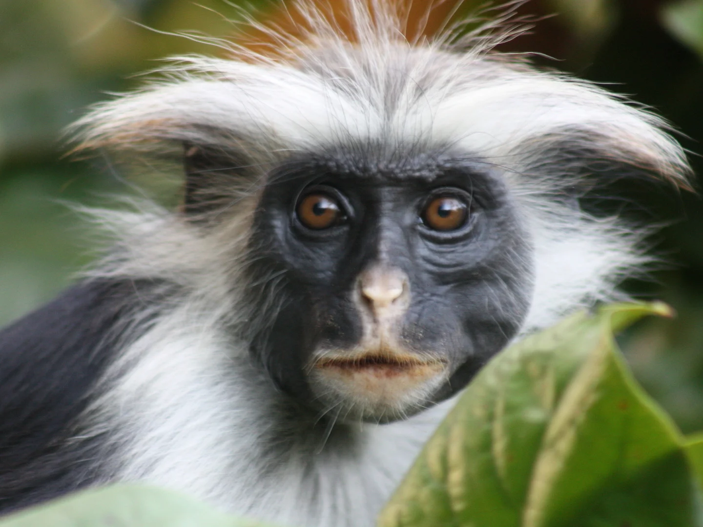 Photo of Zanzibar-rooi kolobus (Piliocolobus kirkii)