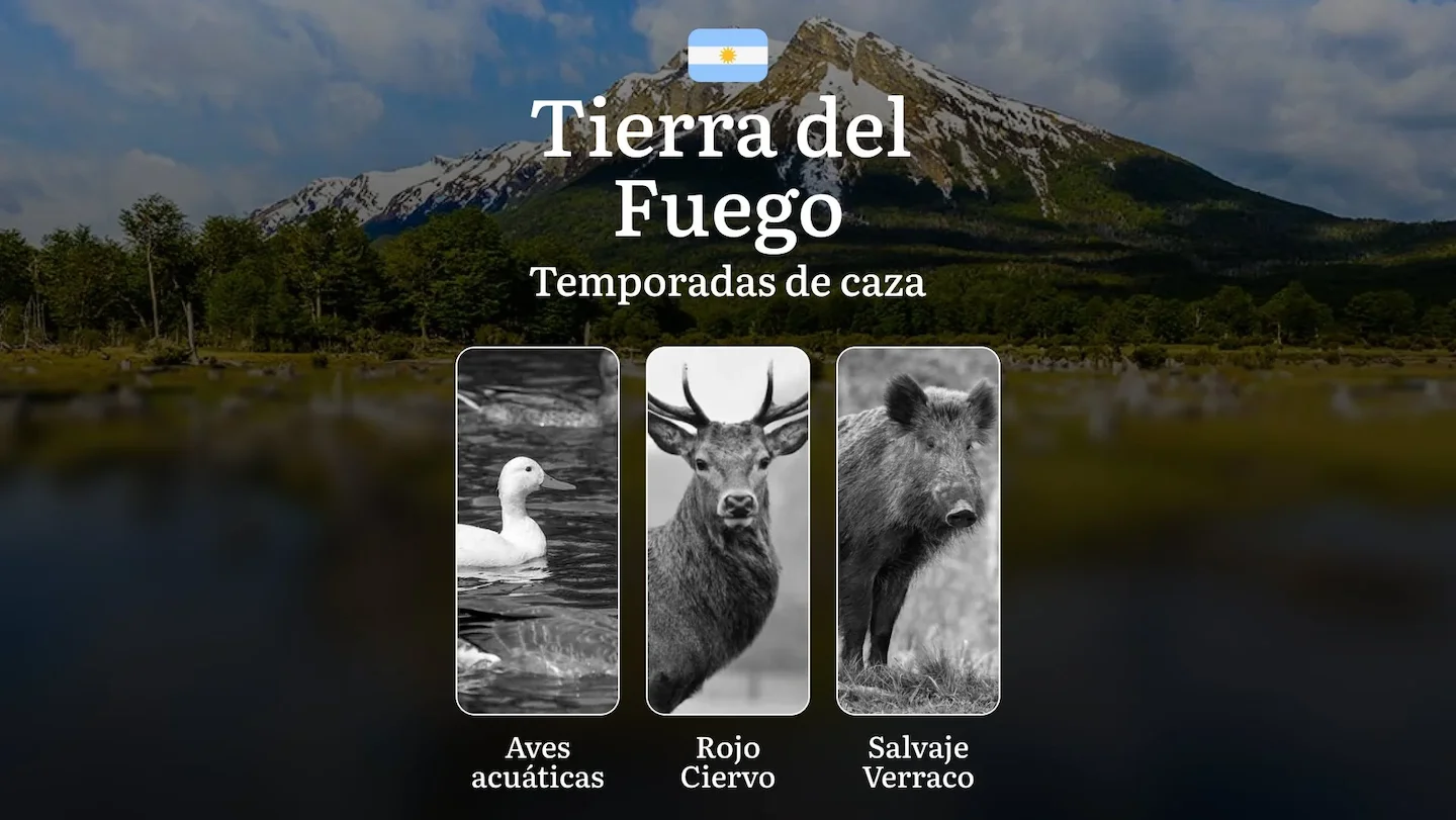 Caza en Tierra del Fuego: guía completa de temporadas, reglas y tácticas, mejores épocas y comportamiento de la fauna