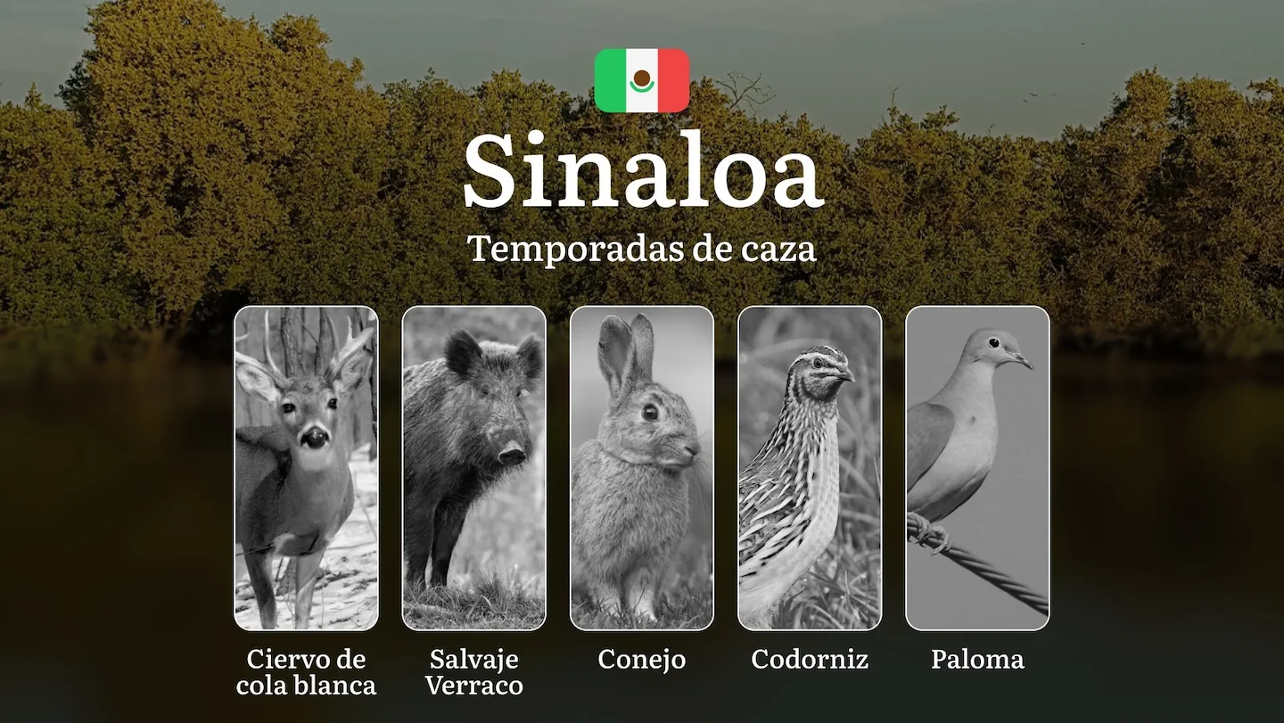 Temporadas y períodos de caza en las Zonas Costeras de Sinaloa: Patrones Estacionales y Normativas para la Caza de Patos…