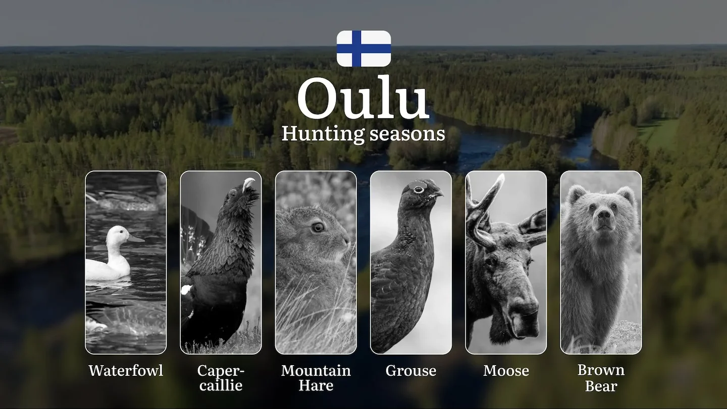 Hunting Seasons in OULU: General Regulations, Protected Periods, Obtaining Hunting Licenses and Practical Hunting Strate…