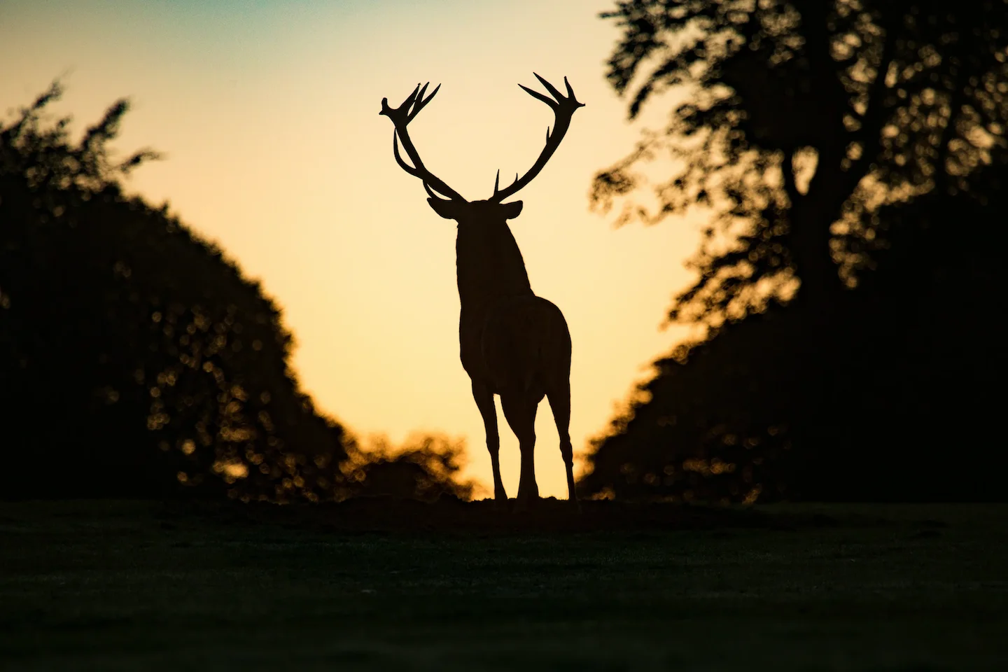 Chronic Wasting Disease in B.C.: Two New Cases Prompt Expanded Hunting Permits