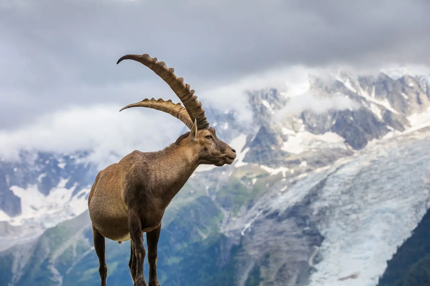 Jagd im Bezirk Einsiedeln (Kanton Schwyz), Schweiz: Merkmale, Bevölkerung, Jagdansätze, Wildleben, Jagdperioden, Vereine…