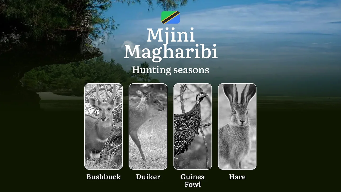 Designated Hunting Months in Mjini Magharibi: Regional Guidelines, Hunting License Application Process, Penalties for Of…