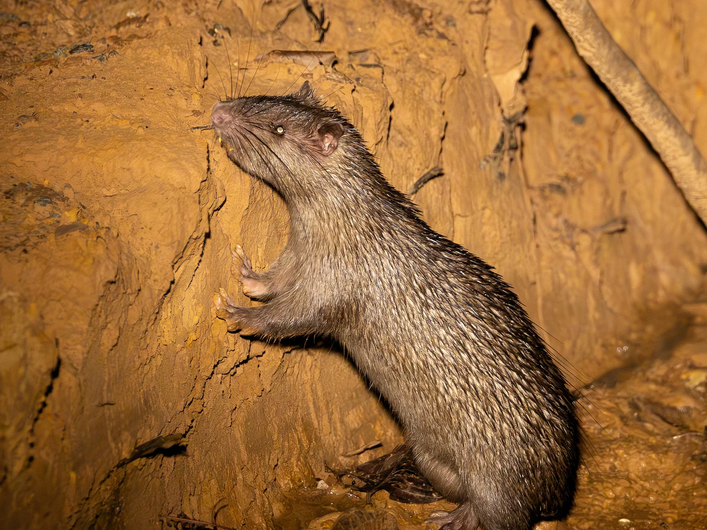 Photo of Langstertgrisaap (Trichys fasciculata)