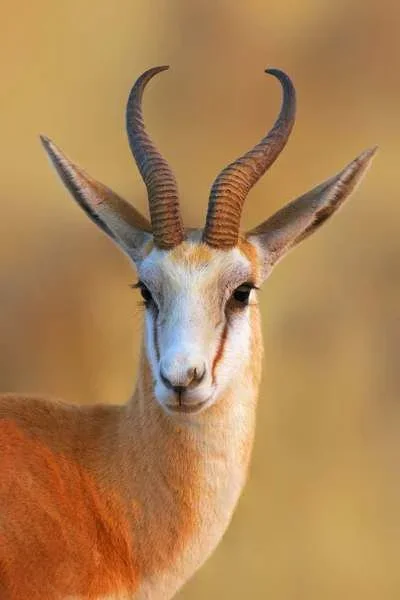 Hunting Burkina Faso: Wildlife and Hunting Heritage, Hunting Methodology & Terrain