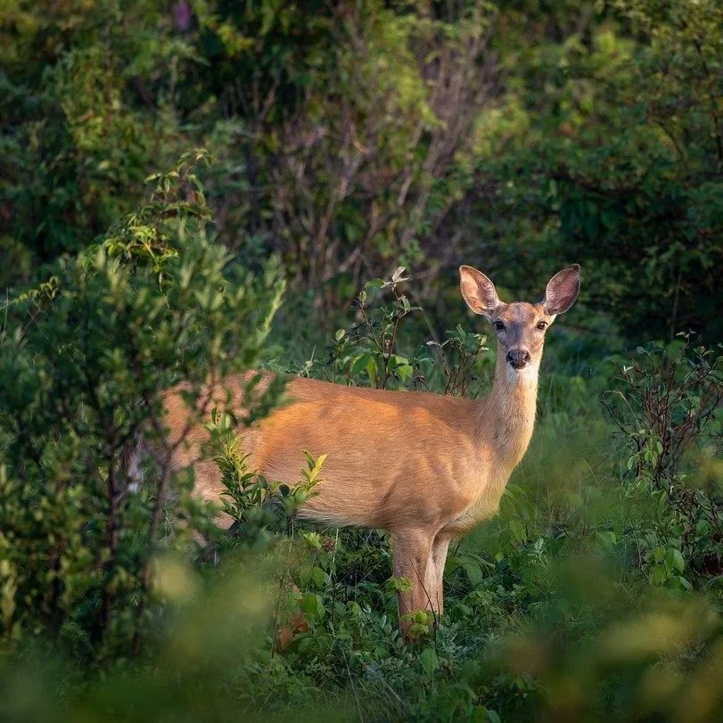 Aerial Deer Culling in South Australia Sparks New Controversy as Hunters Release Disturbing Footage