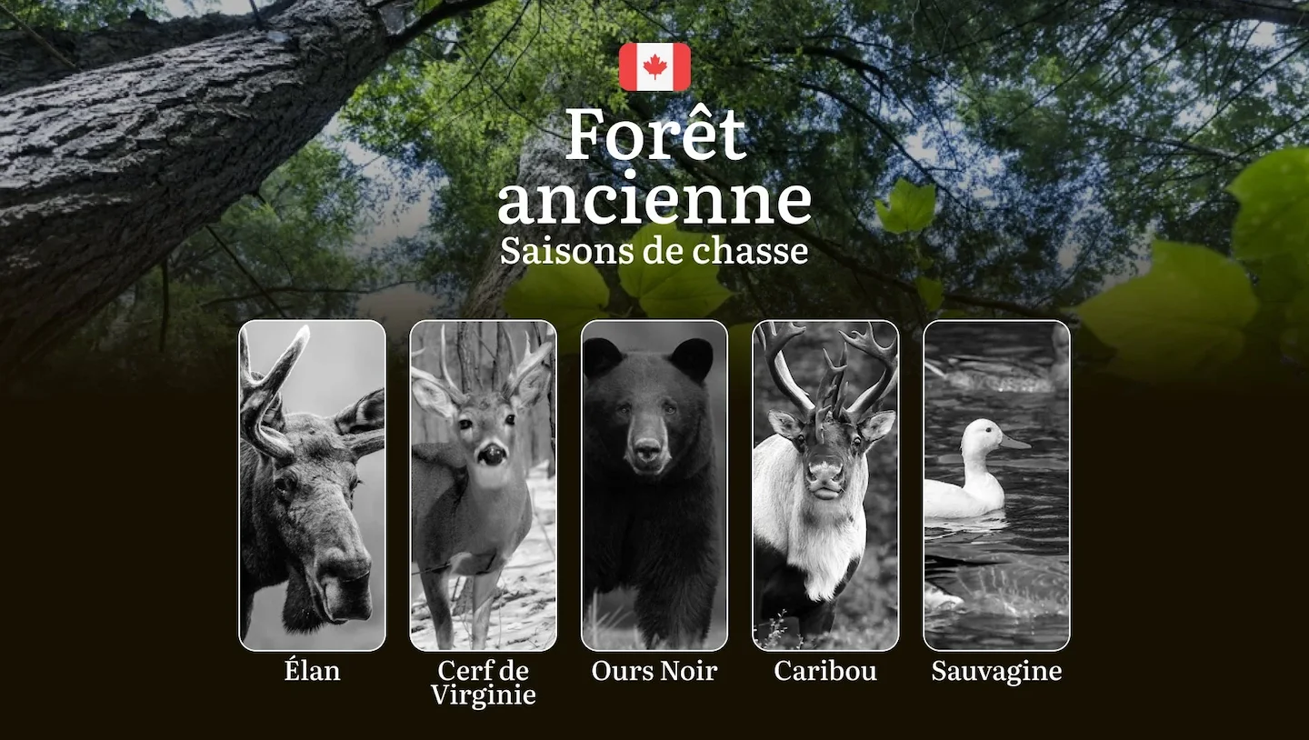Saisons de chasse en FORÊT ANCIENNE (Canada): Dates clés, lois incontournables et stratégies gagnantes