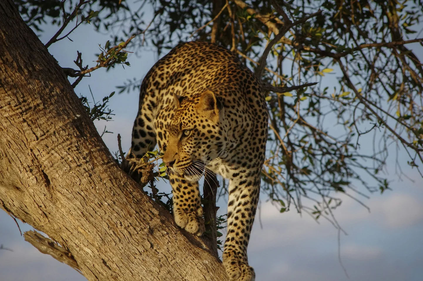 Hunting in MAPUTO: A Historical and Modern Perspective on Geography, Wildlife, and Regulations in Mozambique's Unique Hu…