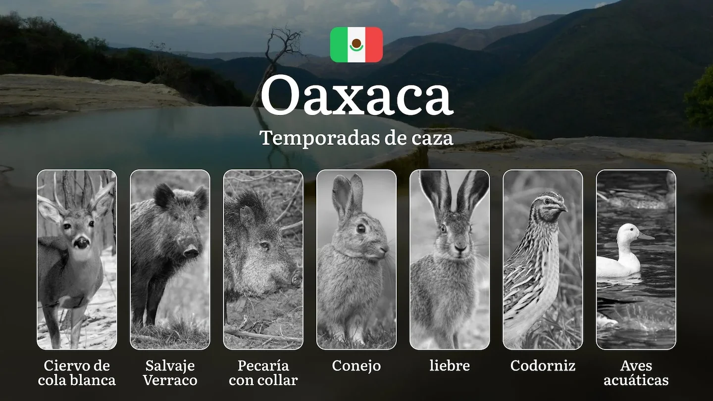 Temporadas y períodos de Caza en Oaxaca: Periodos Legales, Especies y Requisitos para una Práctica Responsable