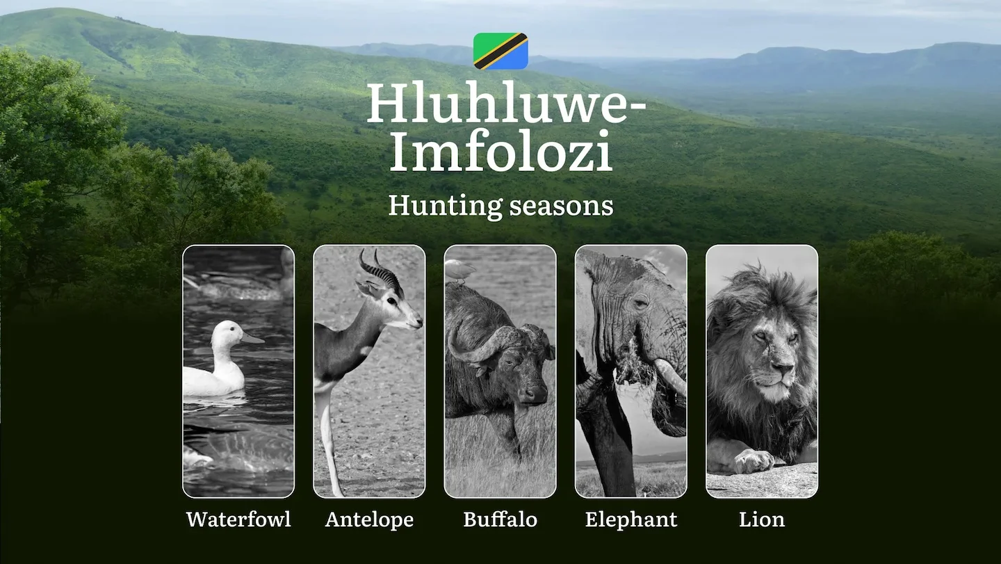 Hunting Dates in South Africa: Hluhluwe-Imfolozi Region – Hunting Periods, Licenses, Rules and Times for Game, Tips for…