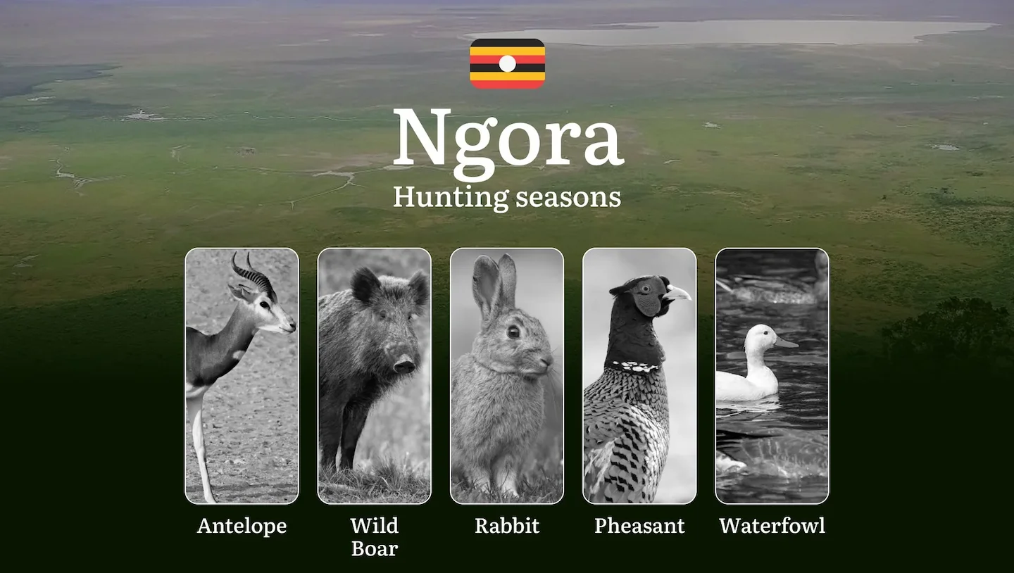 Ngora: Designated Hunting Periods, Legal Limits and Seasonal Restrictions, Licensing Rules, Penalties for Violations, Pl…