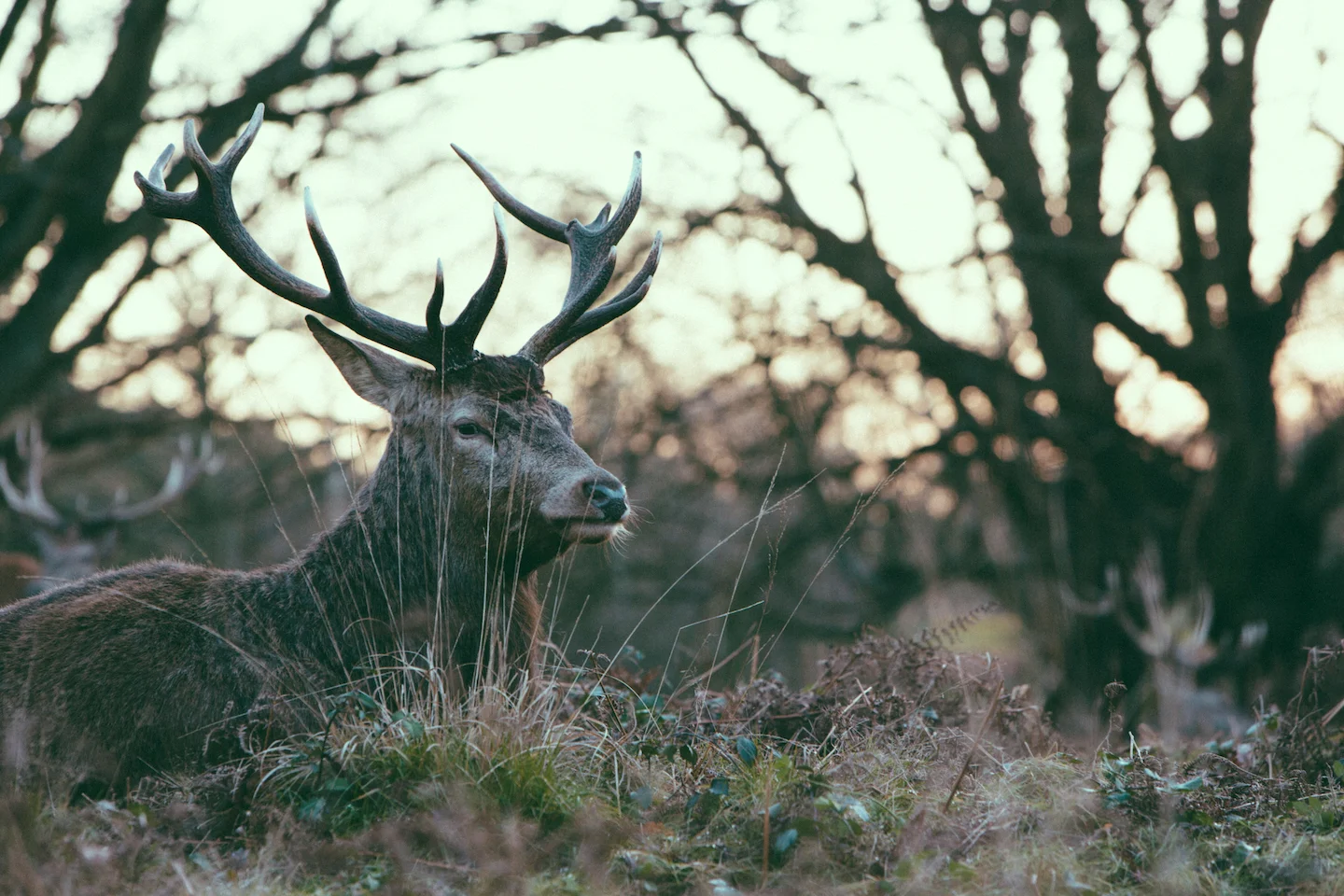 Cromwell Unlawful Hunting Case: Two Youths Charged After Prize Stags Poached in Bendigo, Central Otago