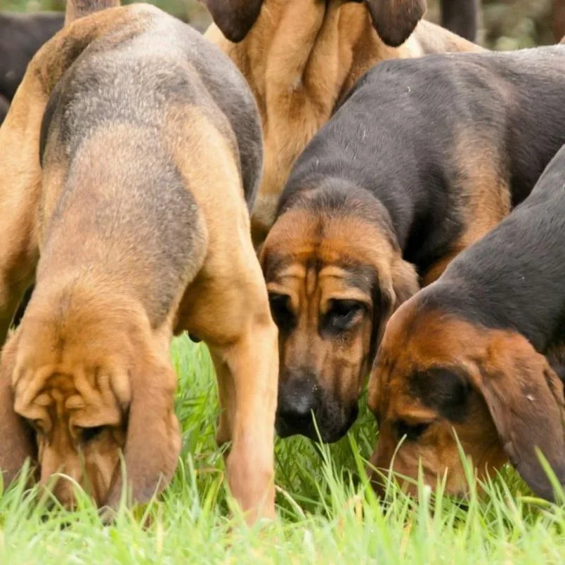 Bloodhound Hunts in the UK Welcome Relief as Government Confirms Trail Hunting Ban Will Not Apply to Them