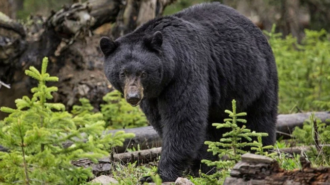 Tennessee WMA Quota Hunts 2026: Black Bear, Deer & Turkey Application Guide for East Coast Hunters