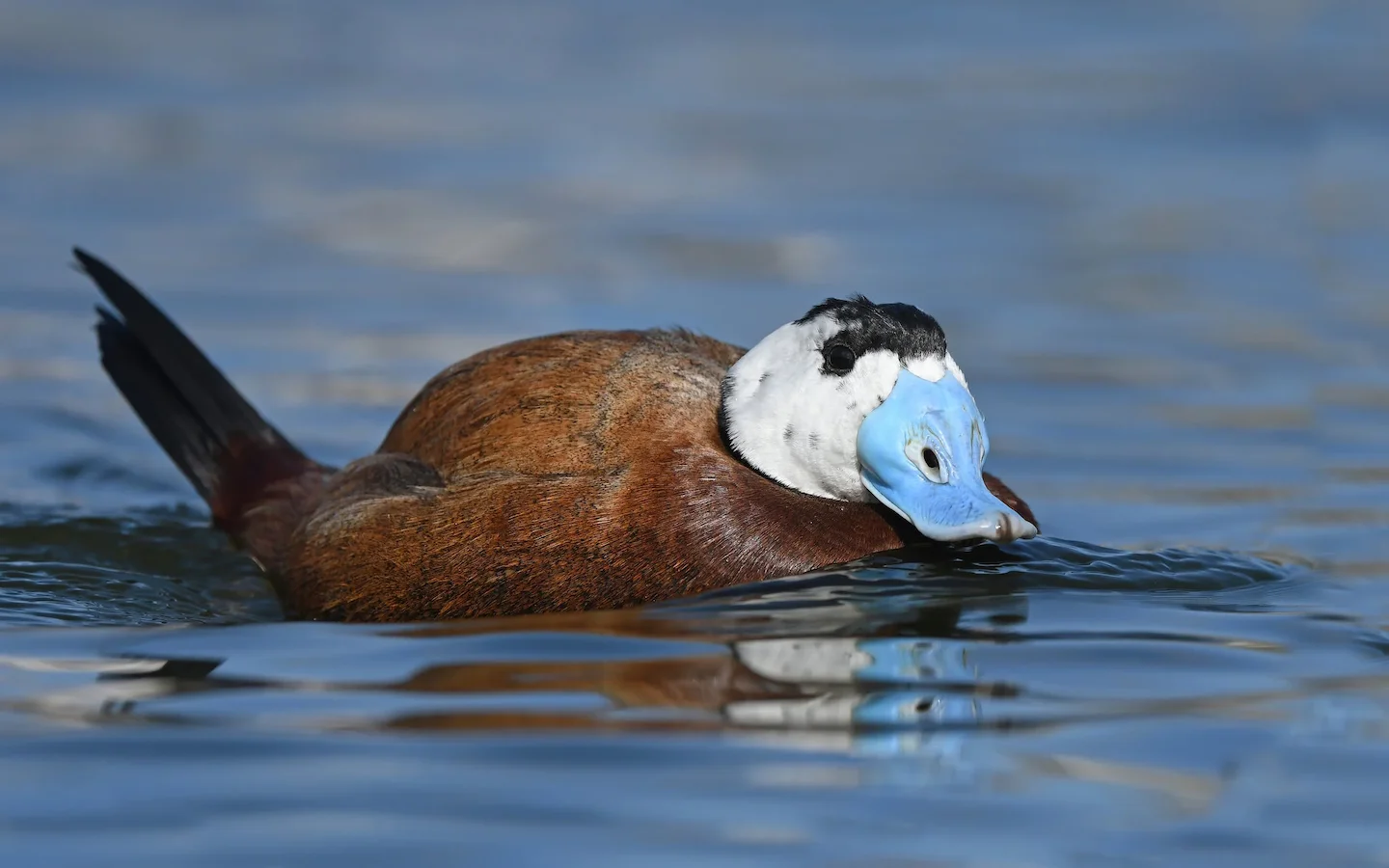 Duck hunting in Kenitra (Morocco): A complete guide for hunters