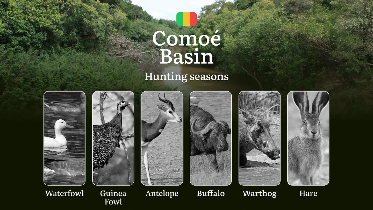 Hunting Dates in Comoé Basin: Hunting Seasons, Temporary Restrictions, Permit Regulations, Penalties and Legal Ramificat…