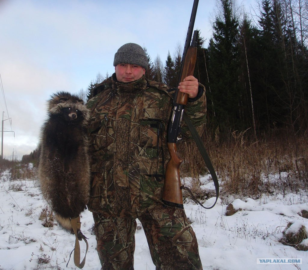 Photo of Енотовидная собака - охота в Брестской области