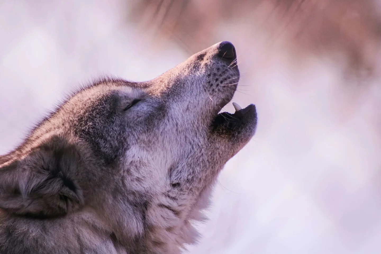 Attaques de loups sur les brebis : bilan 2026 et rôle du chien de protection