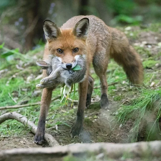A Hunter Found Guilty After Fox Killed During Alleged Trail Hunt