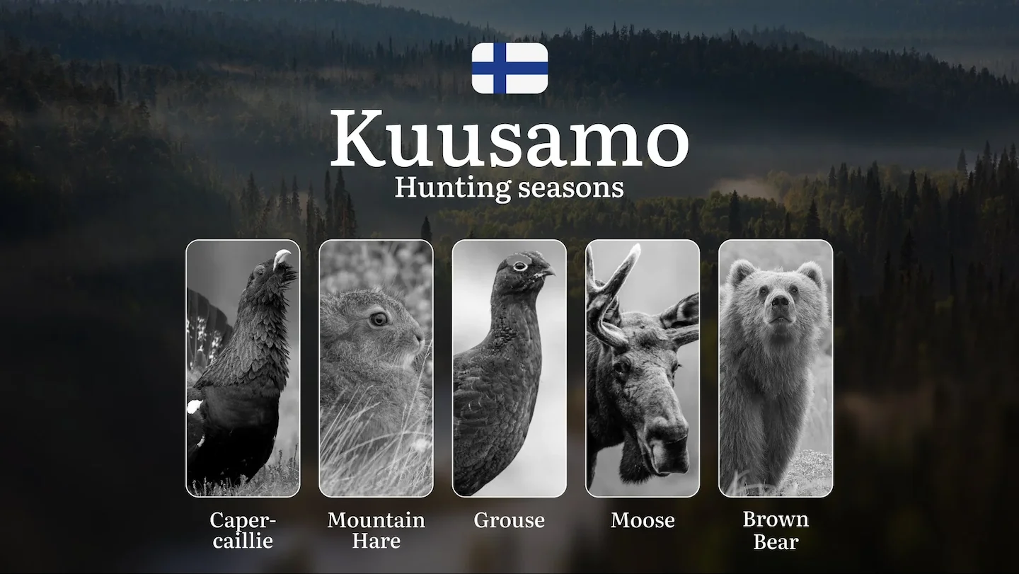 Hunting Seasons in KUUSAMO: Key Dates, Optimal Hunting Periods, Vital Regulations, Licensing Process and Requirements